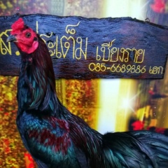 เอก สประเต็มเชียงราย, 24.02.2004