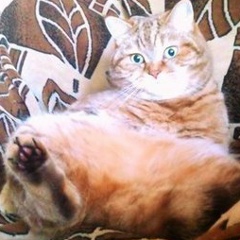 Николай Слонов, 13.07.1986, Краснодар