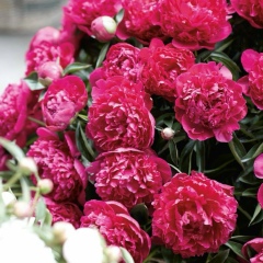 Шолпан Казина, 23.04, Костанай