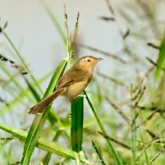 Maung Min-Kha, 15.08.1985, Meiktila