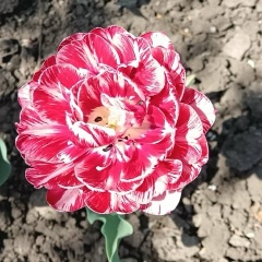 Юлия Котлярова, Ноябрьск