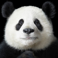 Сергей Сергеев, 23.11.1985, Кременчуг