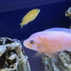 Arman Kamaryan, 22.11, Москва