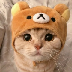 Наталья Овсяникова, Севастополь