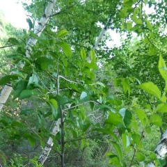 Аида Токтахунова, 08.05, Алматы