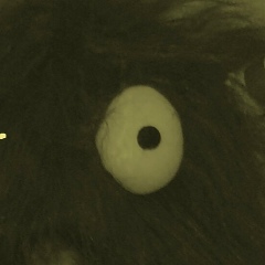 Иван Писецкий, 01.01, Новосибирск