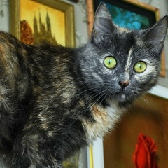 Вишенка Кисюшка-Сан, 05.02, Москва