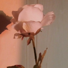 Botagoz M, Астана