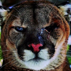 Рустем Ельтежин, Конотоп