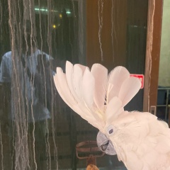 Иван Кайнов