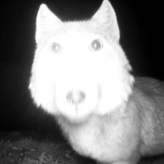 تيمور ساكتاجانوف, 07.02.2001, Омск