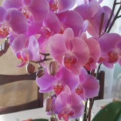 Анна Соколова, 25.08, Евпатория