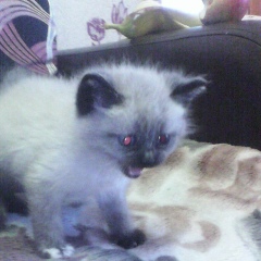 Елизавета Ломакина