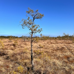 Алина Хабипова, 18.09.1979, Санкт-Петербург