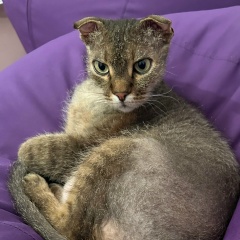 Dasha Ryabova, Ялта