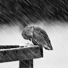 Koukou Koukou, 10.04.1990, Oran