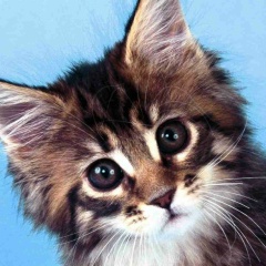 Pro Gamer, 01.05.1902