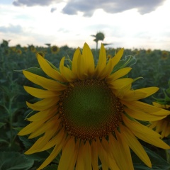 Надежда Гассан, Воронеж
