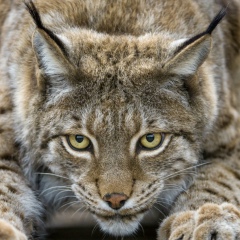 Александр Черепанов, 13.03, Санкт-Петербург