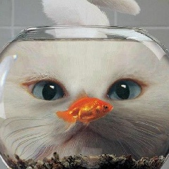 Alim Shogenov, Нальчик