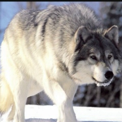 Бакдаулет Ауезханов, 21.11.1998, Шымкент