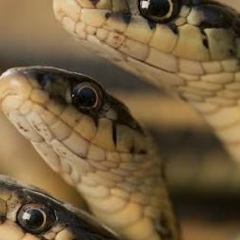 أسيل أسيل, Достык