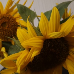 Ирина Алексеева, 11.12.2007, Львов