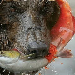 Александр Языков, 12.01.1978, Санкт-Петербург