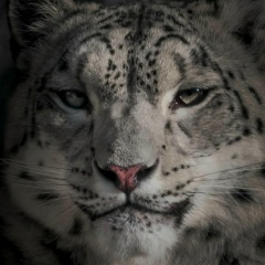 Заурбег Шехмагомедов, 26.12, Каспийск