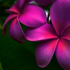 Леночка Трухина, Москва