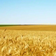 Іра Білецька, Львов