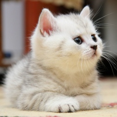 Татьяна Коротченкова, Орёл