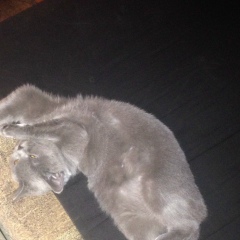 Арсен Карпенко, 21.02.1993, Мариуполь