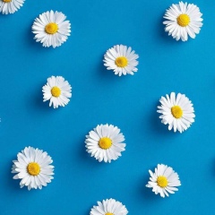 Royal Sha-Meem, 22.10.1986