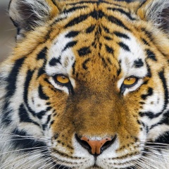 Ангелина Шальнева, 15.01.1990, Липецк