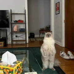 Ahmed Murdaev, 02.06.1987, Москва