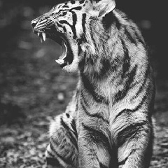 Alexander Apocalipsis, 02.11.1988, Николаев