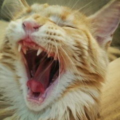 Александр Павлович, 06.05, Санкт-Петербург