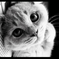 Дионис Пак, Seoul