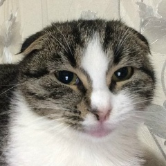 Юнус Сефербеков, 16.07.1998