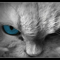 Aliya Safina, Санкт-Петербург