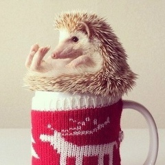 Сергей Колегов, 17.10.1978, Санкт-Петербург