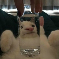 Даня Гусев, Reykjavík