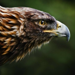 Віталій Палков, 28.12.1979, Ивано-Франковск