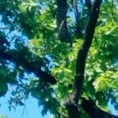 Лара Валова, Санкт-Петербург