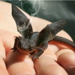 Rucavil Rucavil, 31.10.1985, Cádiz