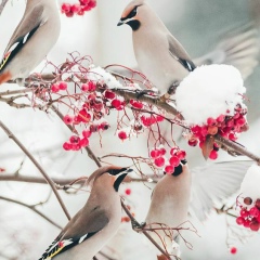 Алмагуль Болатбек, 04.08.1995, Алматы