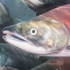 Лось Лосось, Магнитогорск