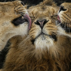 Lion Side, 20.06