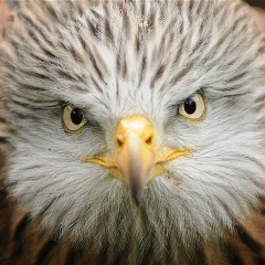 Василий Коршуновский, 13.09.1901, Москва